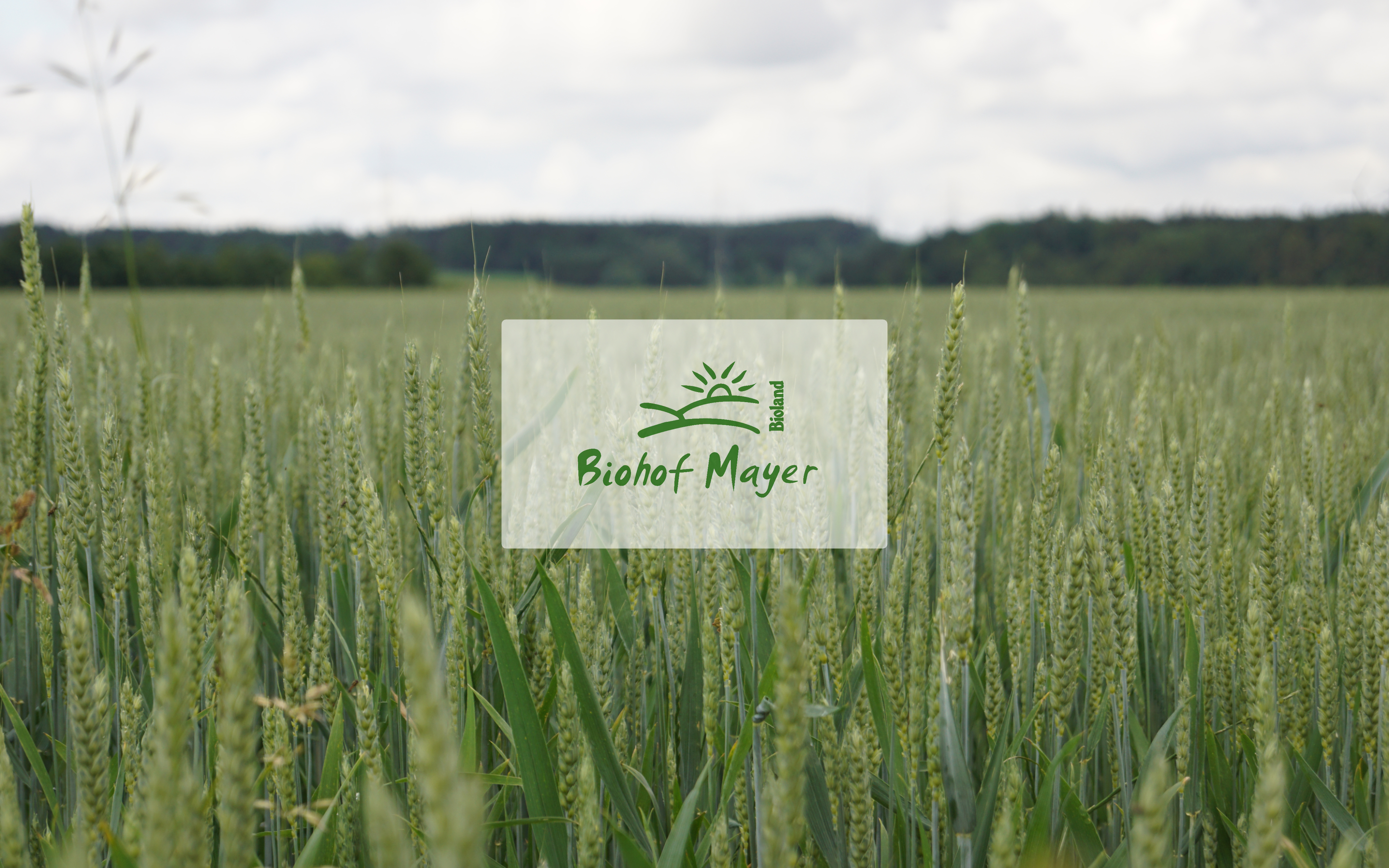Blick auf ein Getreidefeld mit dem "Biohof Mayer"-Logo in der Mitte