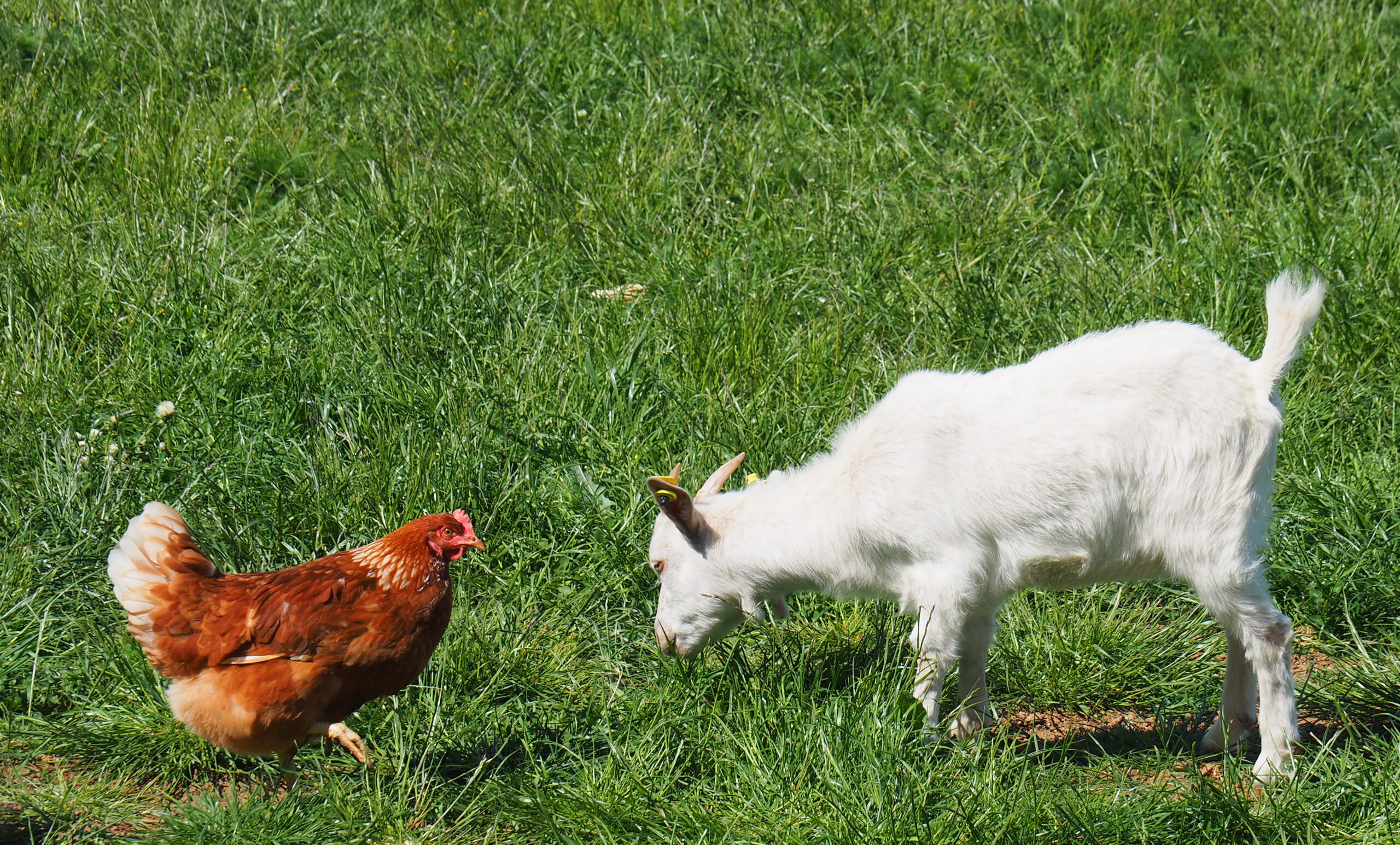 Henne und Ziege stehen sich auf der grünen Wiese gegenüber