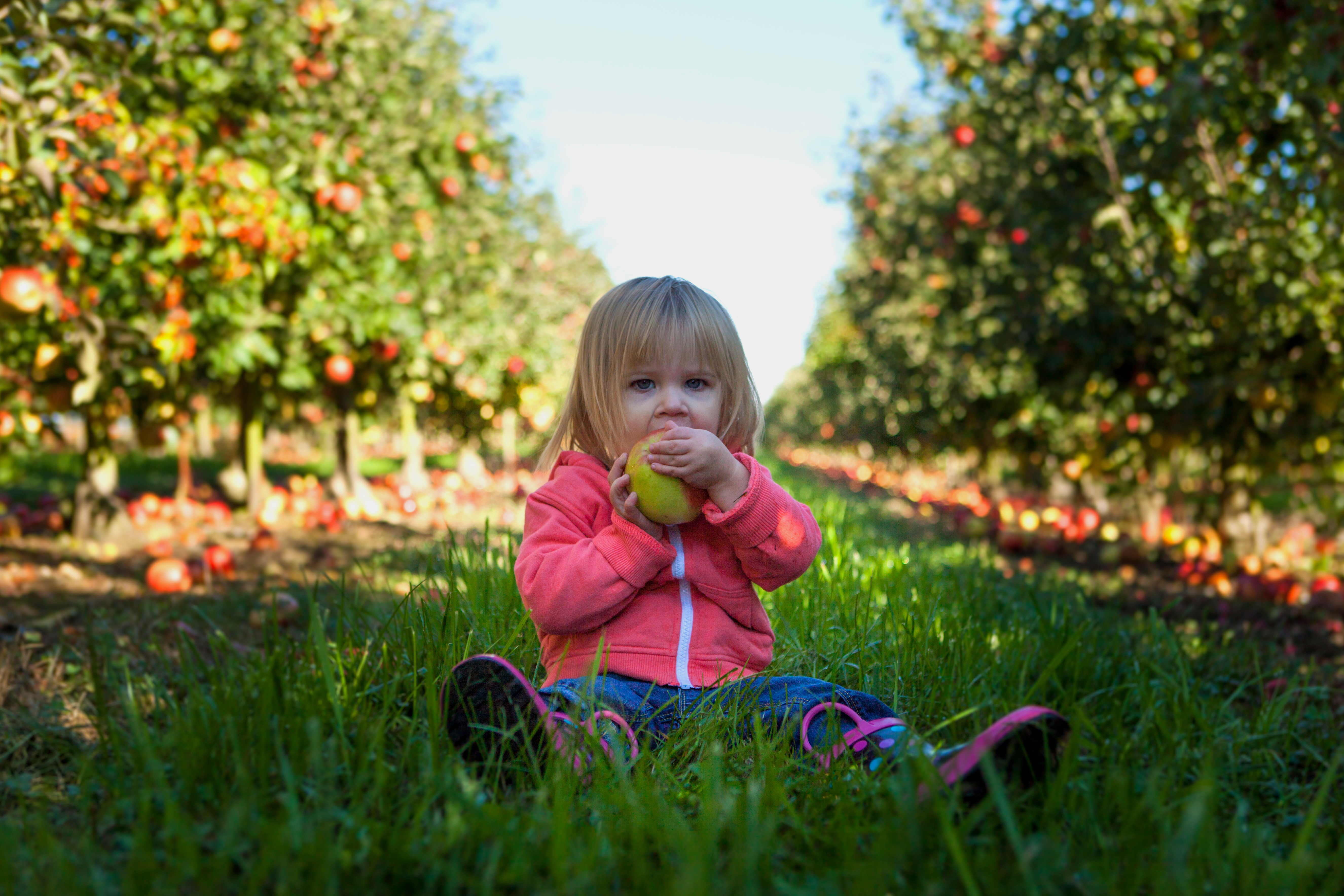 Ein Kind mit Apfel in den Händen vor einer Plantage mit Apfelbäumen 