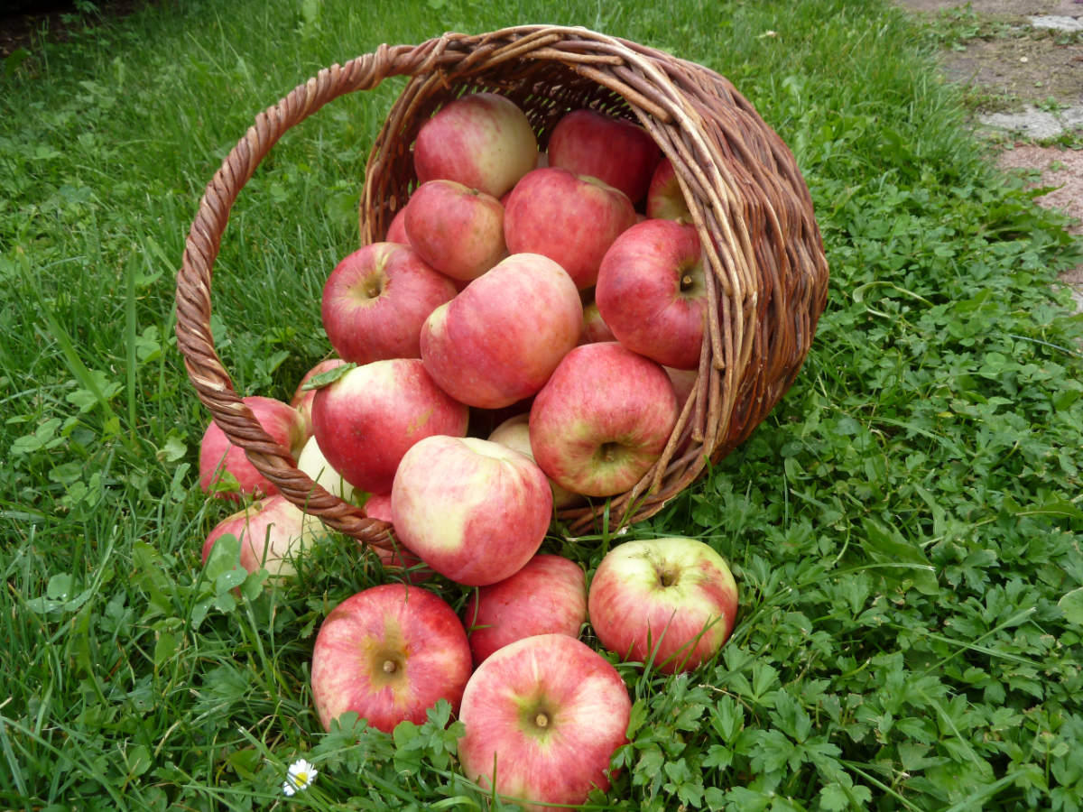 Rote Äpfel in einem Weidenkorb