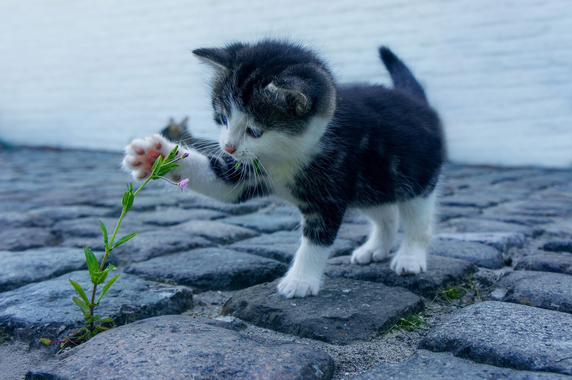 Kleine Katze, die mit einer Blume spielt